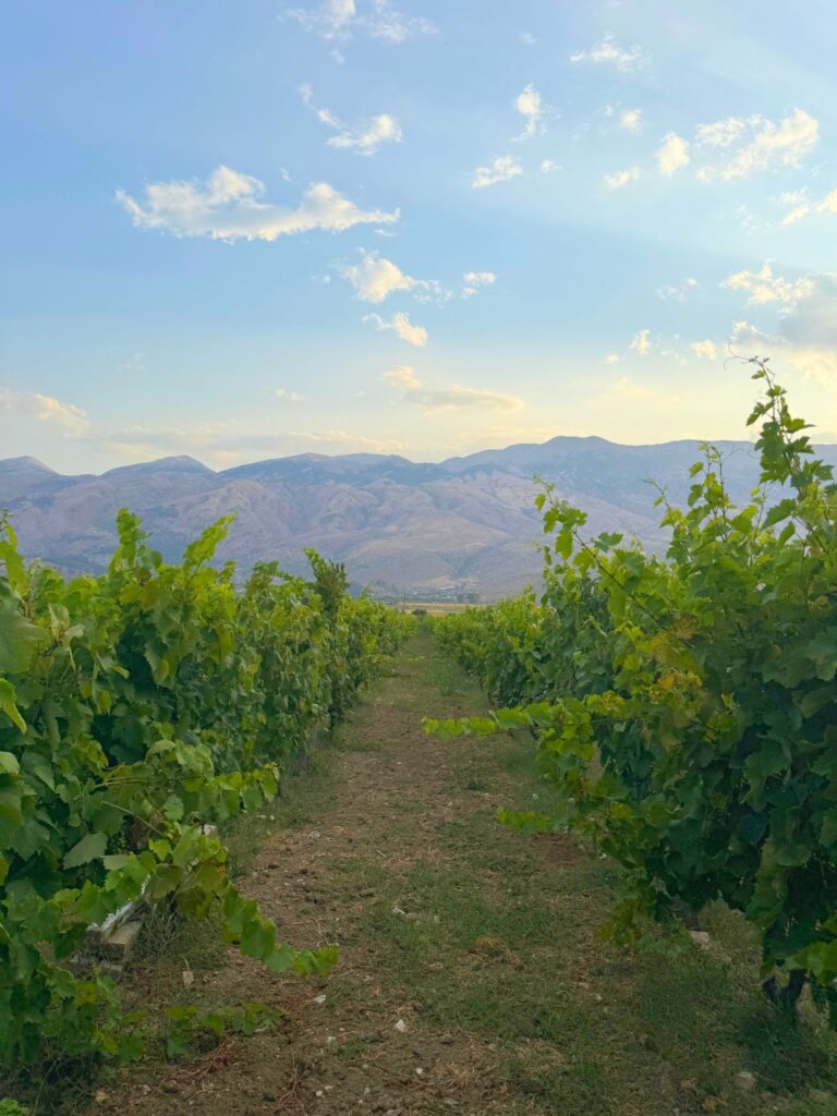 Vineyard landscape near Gjirokastër, Albania