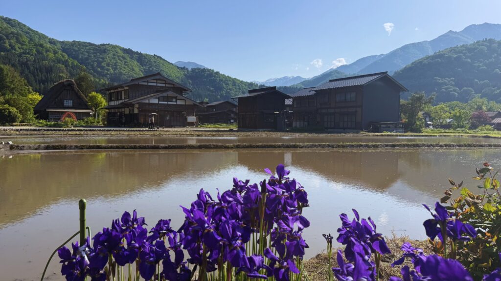 Gassho-zukuri thatched-roof farmhouses reflected in a rice paddy with purple iris flowers in the foreground in Shirakawa-go