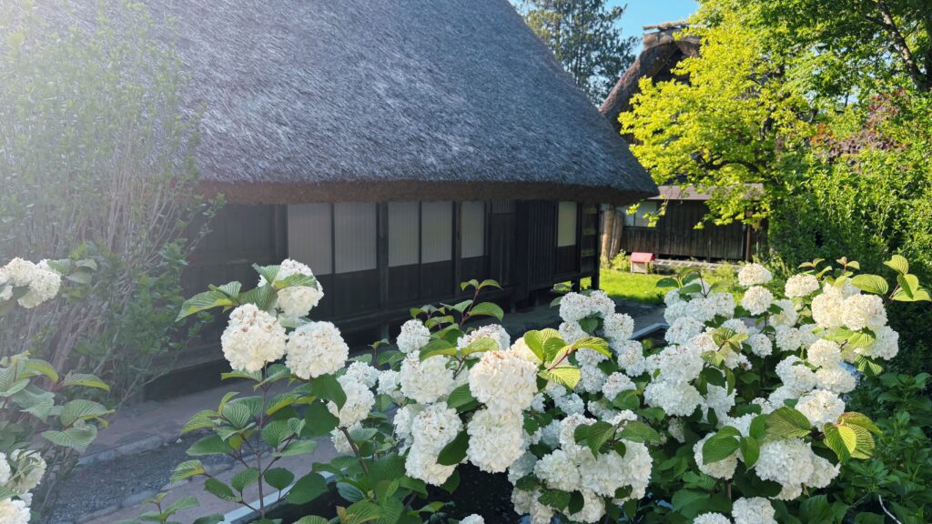 Thatched-roof gassho-zukuri farmhouse framed by white hydrangea blooms in Shirakawa-go