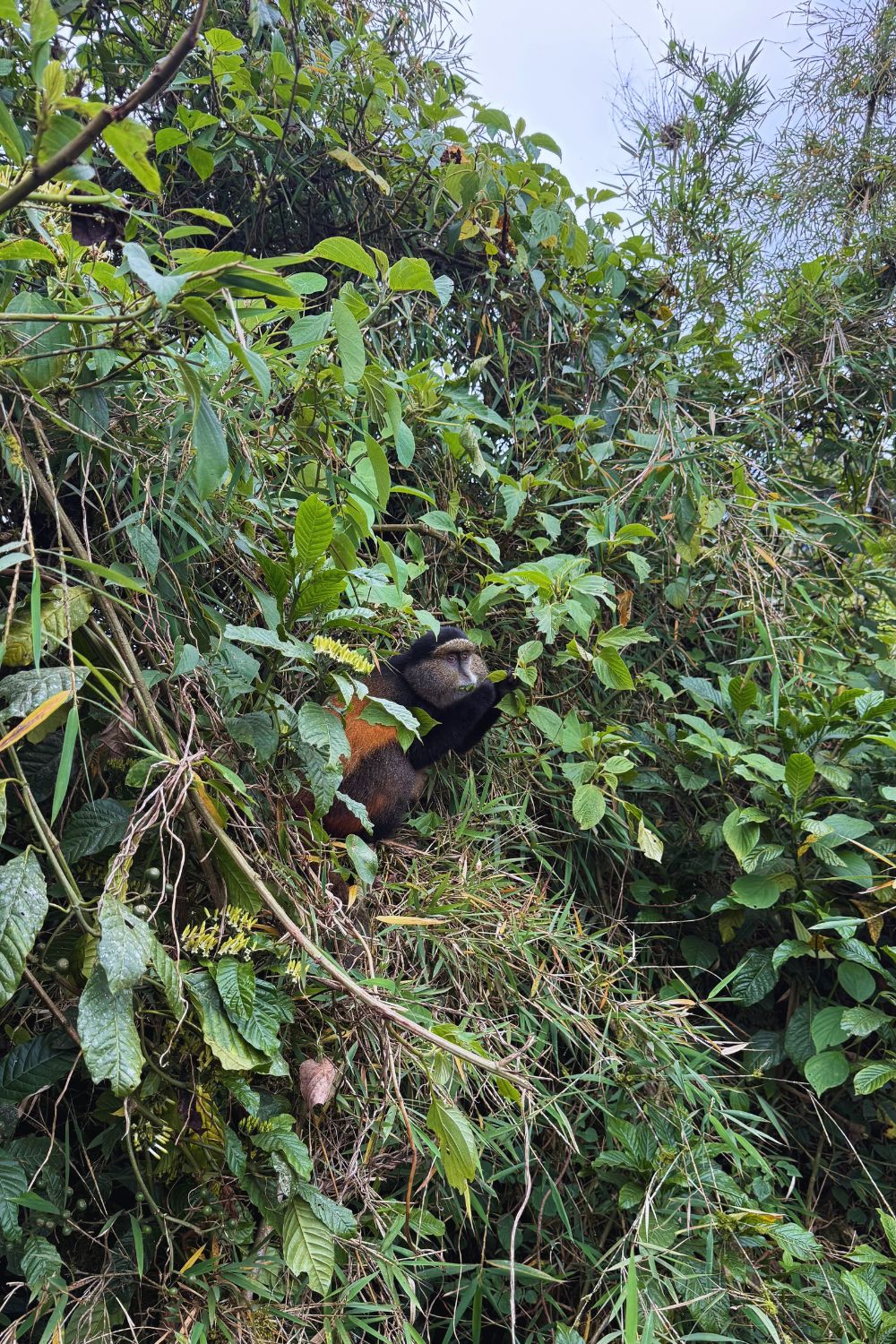Golden monkey in the bamboo forest of Volcanoes National Park, Rwanda