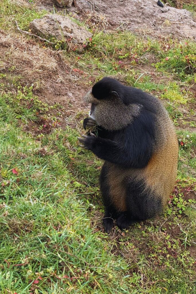 Golden monkey eating grass in Volcanoes National Park, Rwanda