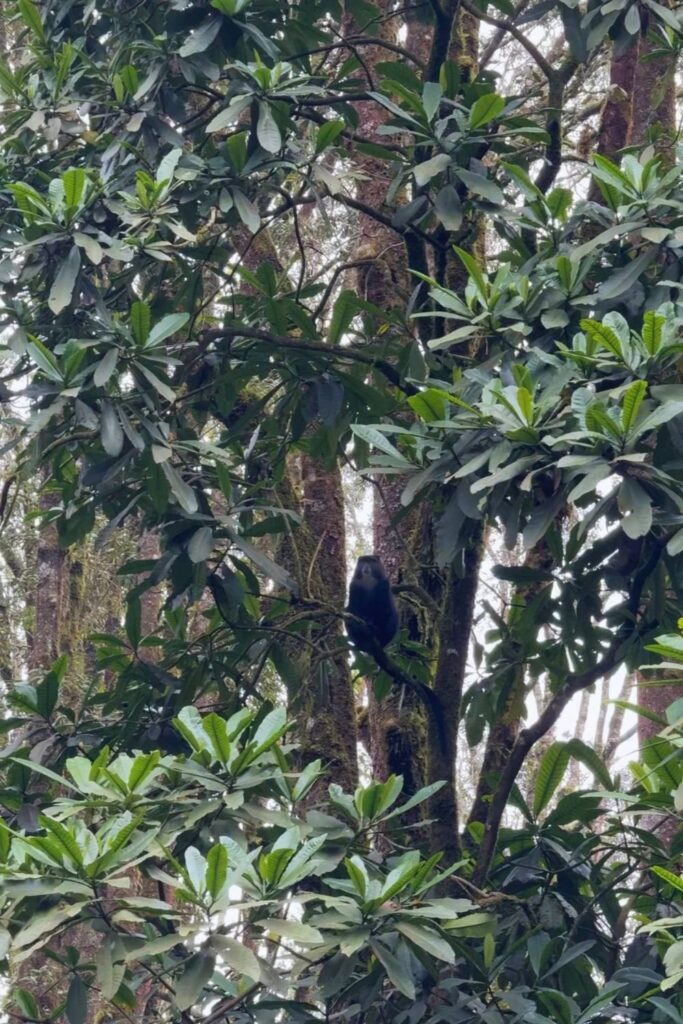 A blue monkey spotted in the rainforest along the Mweka Route descent