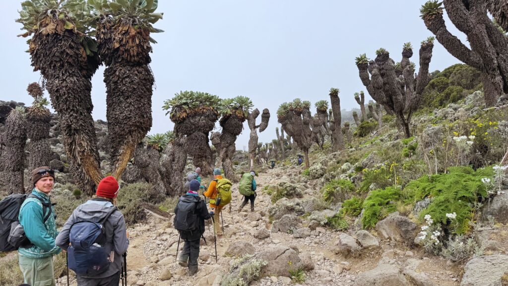 Hikers passing giant groundsel plants on the Kilimanjaro trail