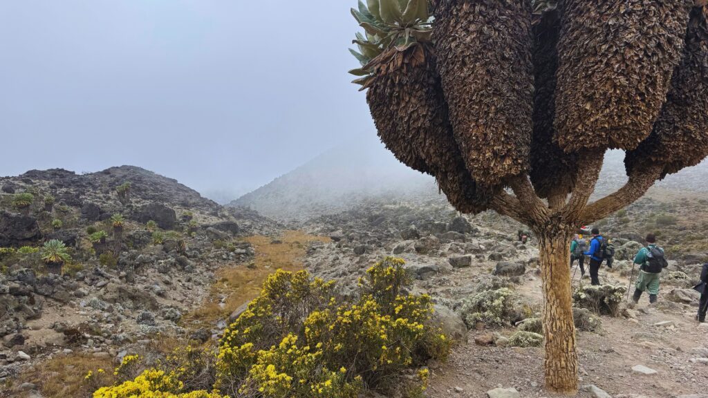 Giant groundsel plants along the misty alpine desert trail between Lava Tower and Barranco Camp