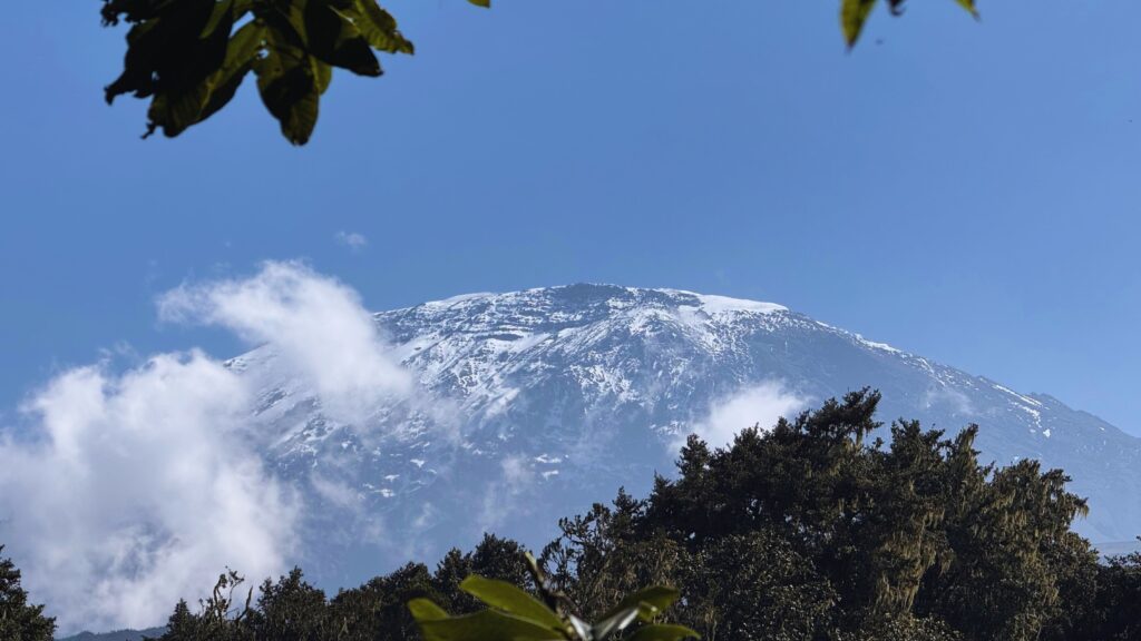 Kilimanjaro's snow-capped summit framed by rainforest trees and clouds