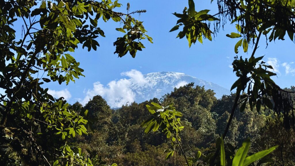 Kilimanjaro's snow-capped summit framed by rainforest trees along the Lemosho Route
