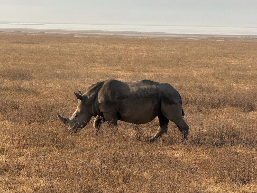 Rhino walking in the Ngorongoro Crater