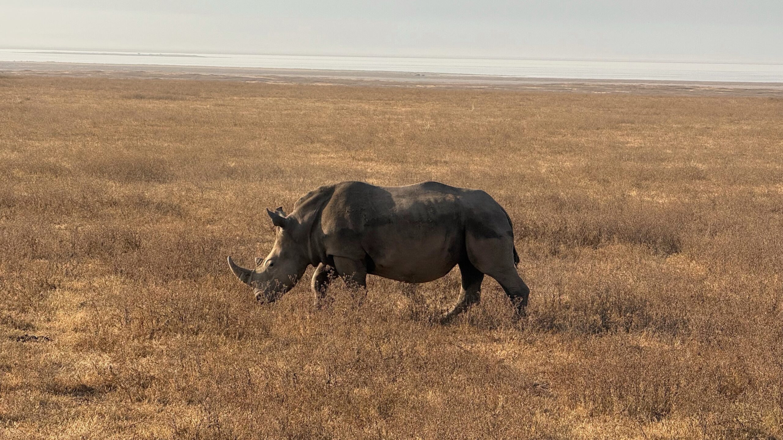 How to Book a Budget Tanzania Safari: Complete Cost & Planning Guide
