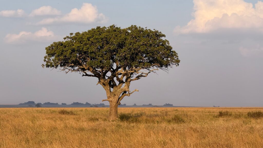 A solitary acacia tree standing in golden grassland in the Serengeti