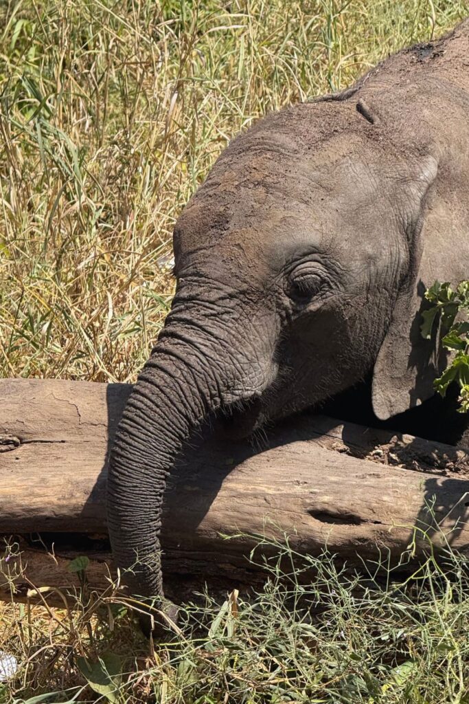 A baby elephant reaching its trunk over a fallen log