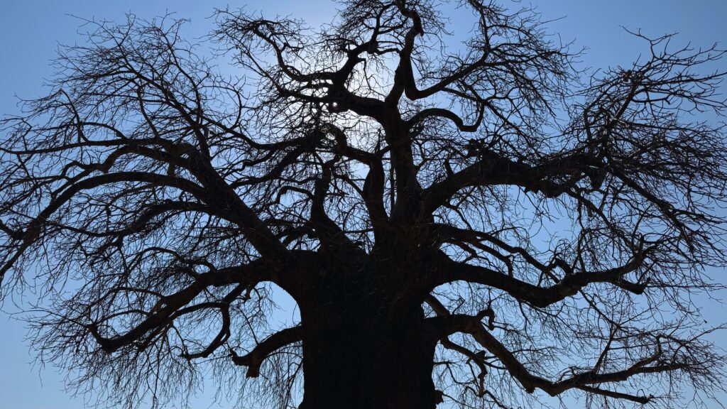 A baobab tree silhouetted against the sky in Tarangire National Park