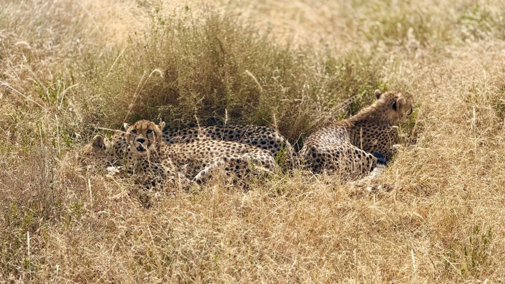 Cheetahs resting in the grass on a Tanzania safari