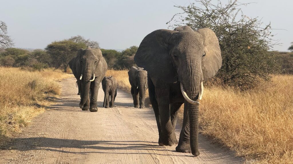 A family of elephants, including calves, walking down a dirt road in Tarangire National Park