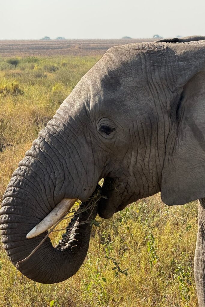 Close-up of an elephant's head and trunk while eating in the Serengeti