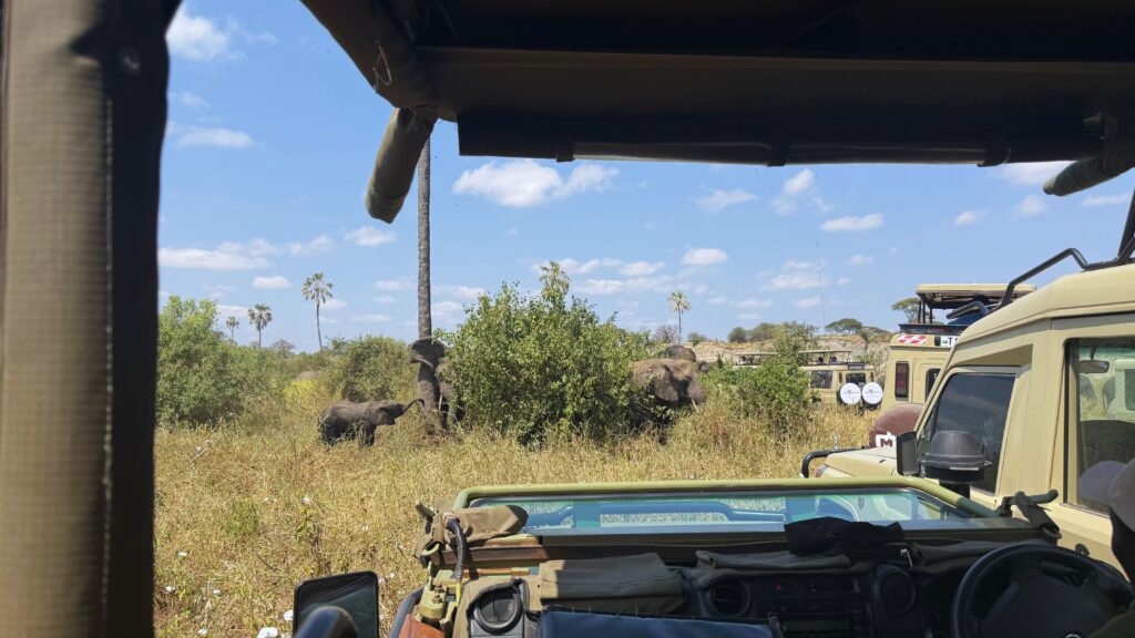 Several safari jeeps parked near a herd of elephants in Tarangire National Park