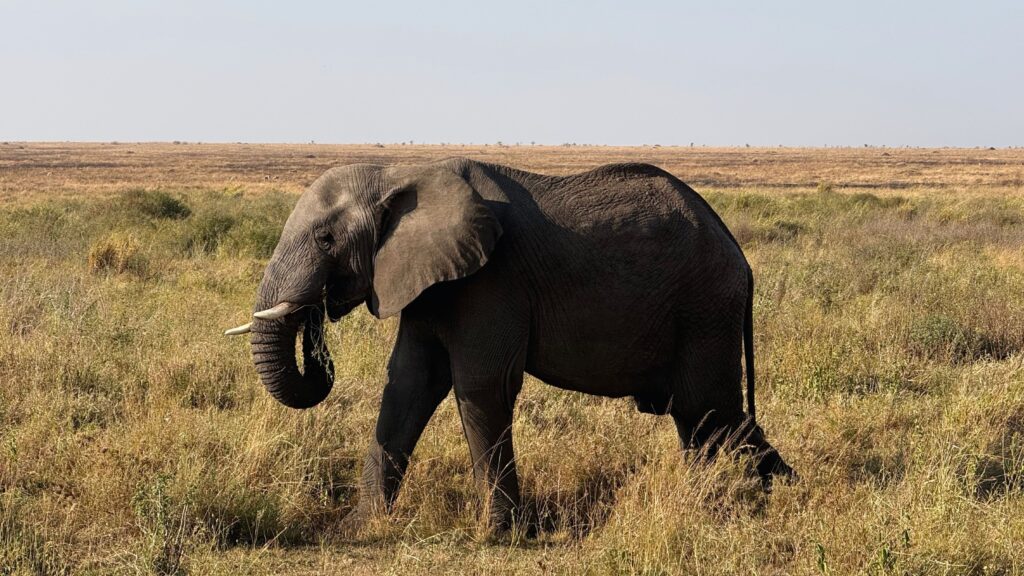 An elephant standing in the Serengeti