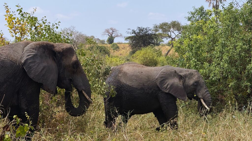 Two elephants feeding among green bushes with a baobab tree in the background in Tarangire National Park