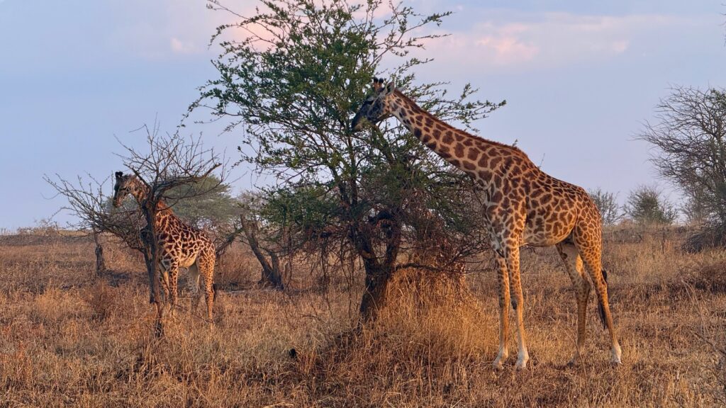 Two giraffes eating leaves from a tree in the Serengeti