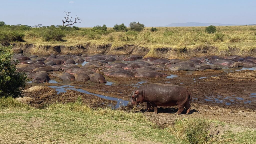 Hippos gathered together in a pool of water