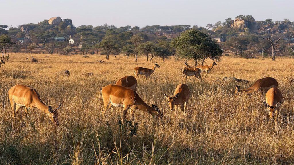 A herd of impalas standing in grassland, a common sight on any 4-day Tanzania budget safari
