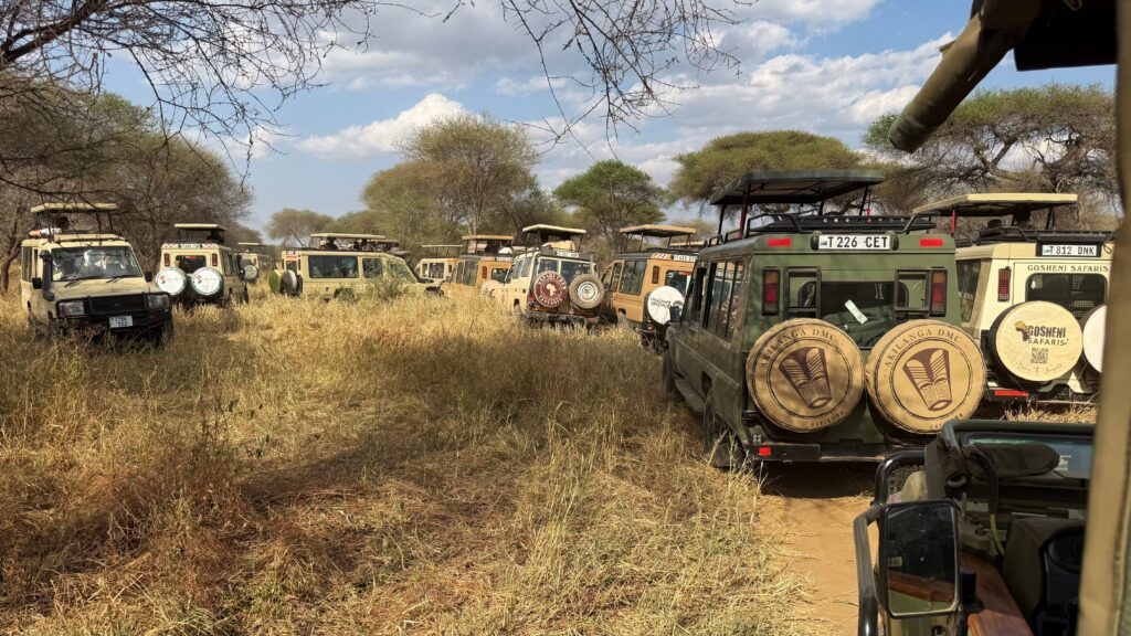 Safari jeeps lined up at a sighting in Tarangire National Park, Tanzania