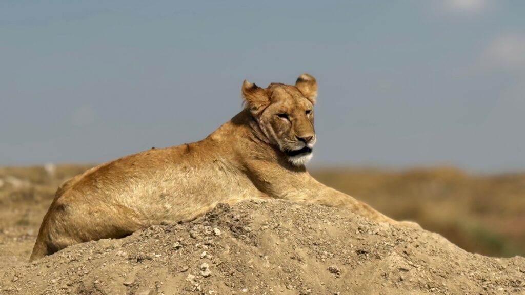 Lioness resting in the grass during a Tanzania safari