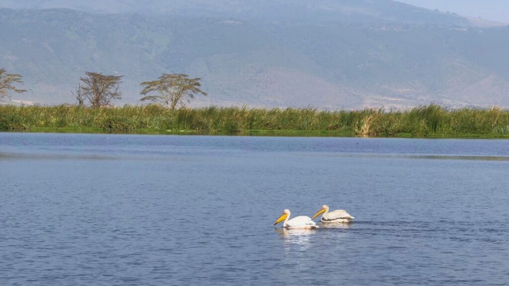 Pelicans standing near a lake in Ngorongoro Crater