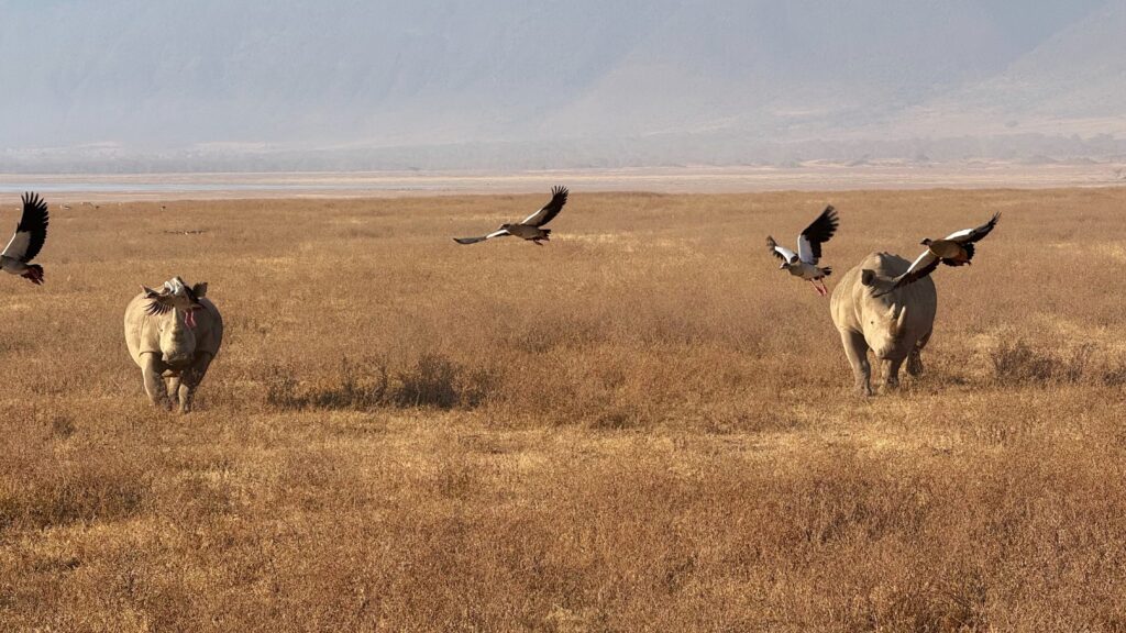 Two rhinos walking through grass as birds fly overhead in Ngorongoro Crater