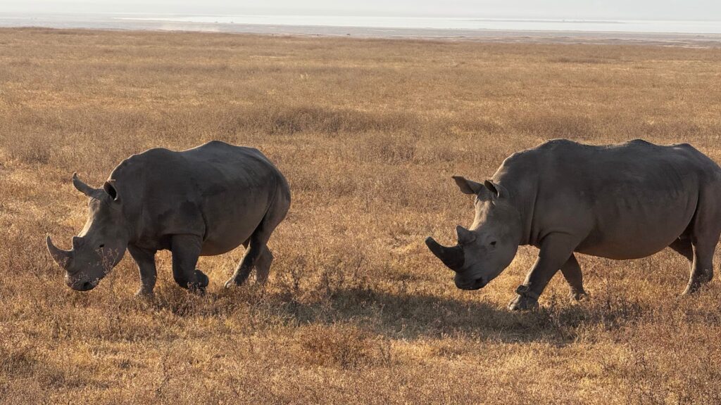 Two rhinos standing on the grassy floor of Ngorongoro Crater with the crater walls in the distance