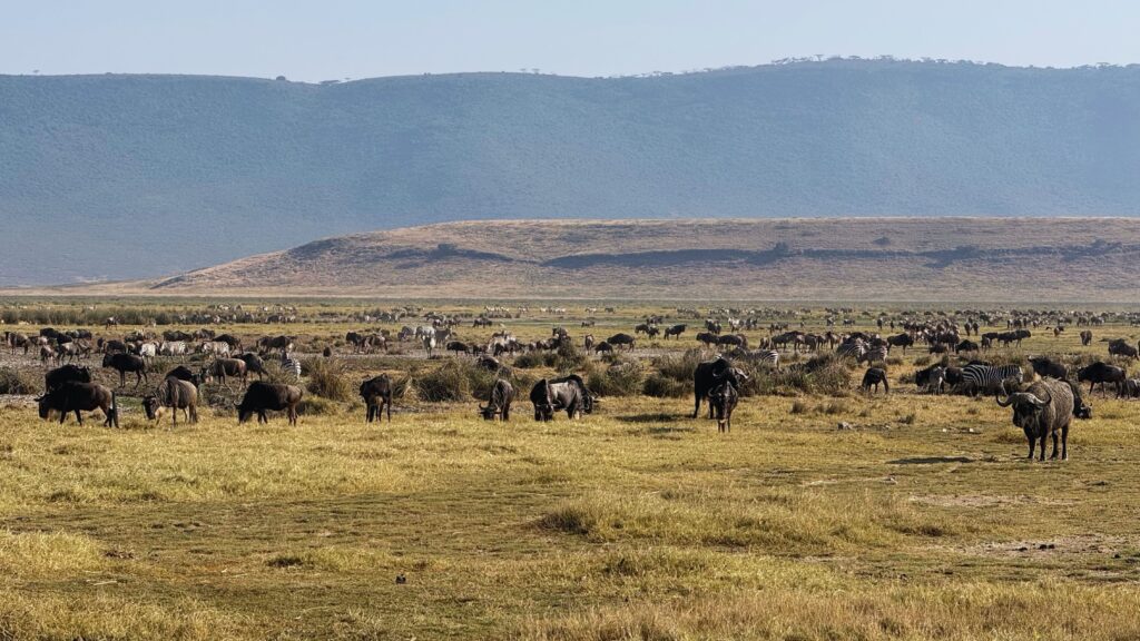 A large mixed herd of wildebeest and zebra near a lake in Ngorongoro Crater