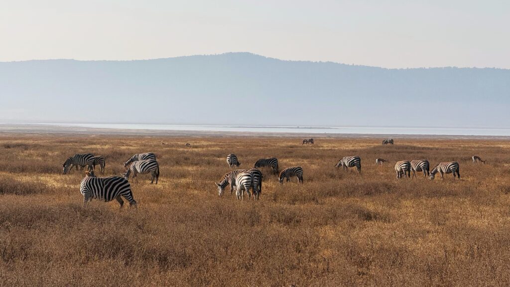 A herd of zebras grazing near a lake in Ngorongoro Crater