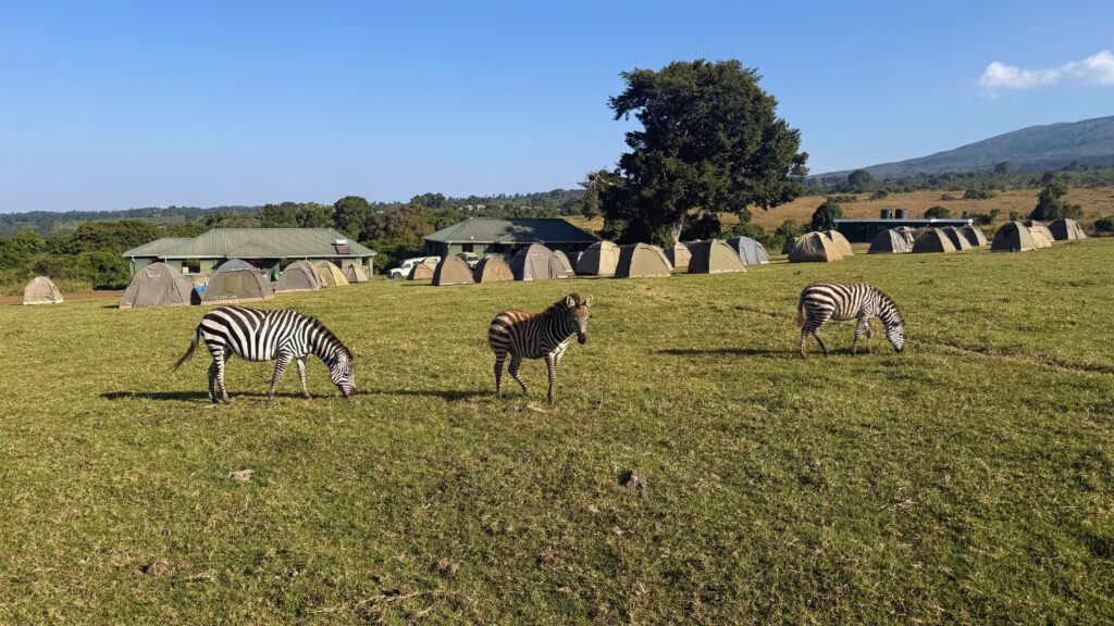 Zebras grazing near tents at a safari campsite