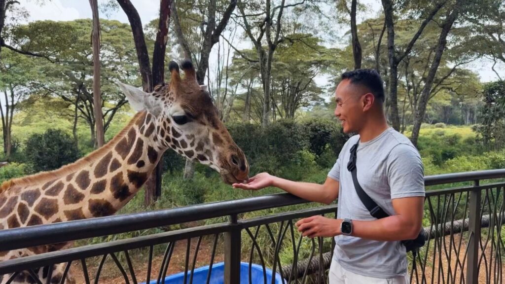 Feeding a giraffe at the Giraffe Centre in Nairobi, Kenya