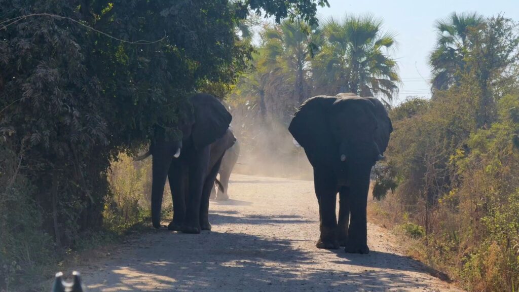 Elephants walking toward the camera on a dusty dirt road lined with trees and palms near Victoria Falls