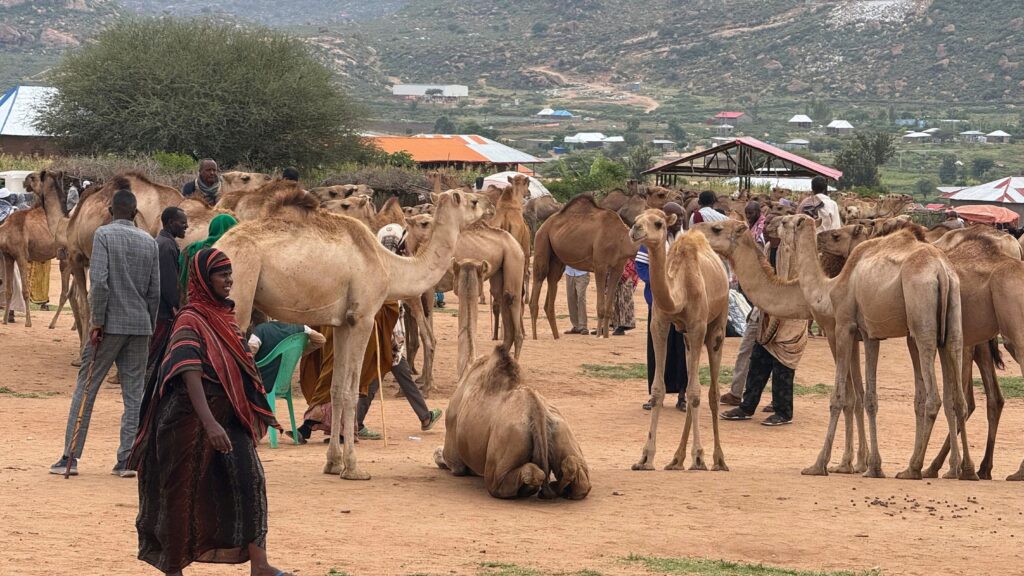 Camels resting under shade trees at the Babile camel market near Harar, Ethiopia