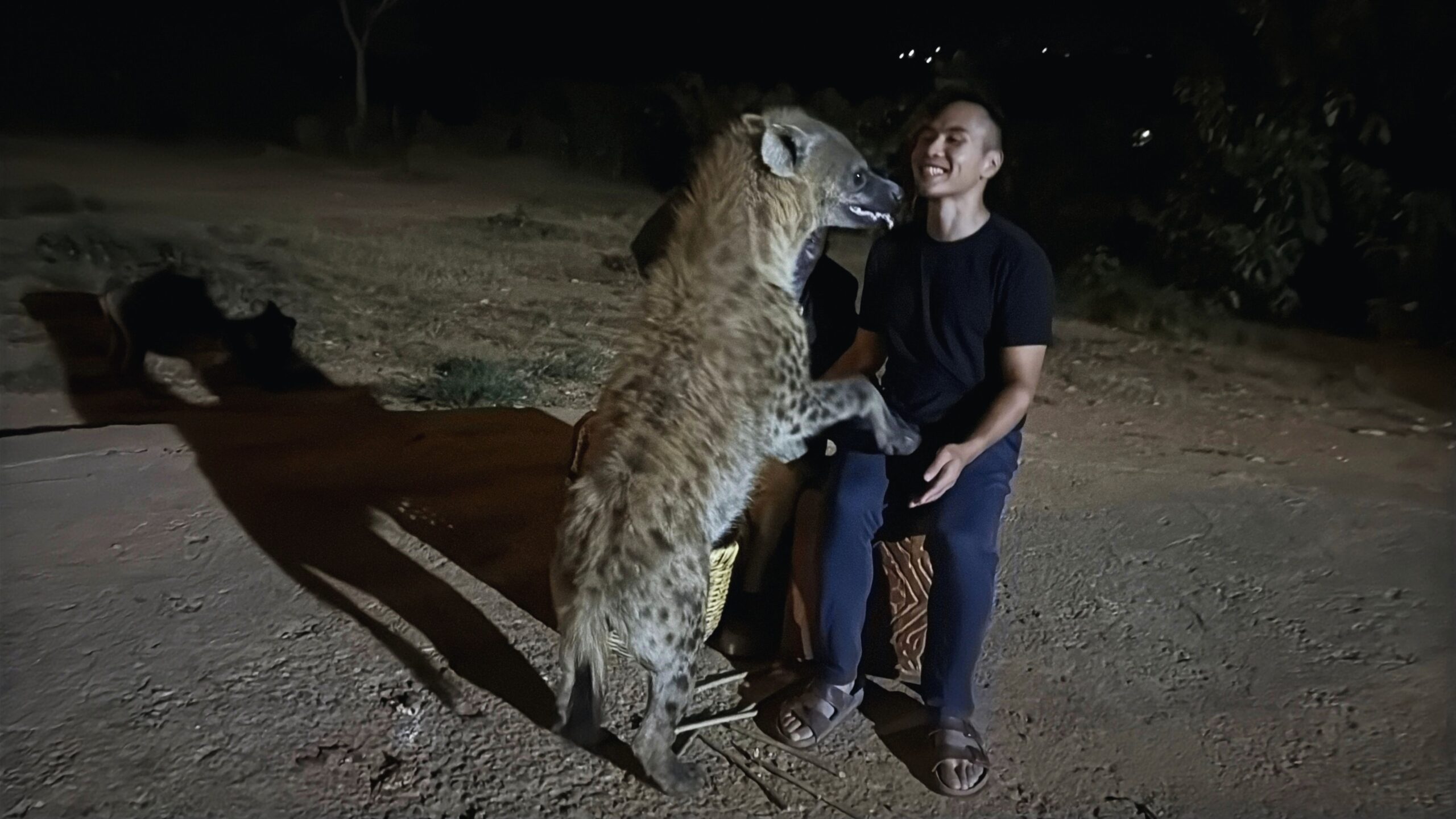 Hyena feeding at night in Harar, Ethiopia