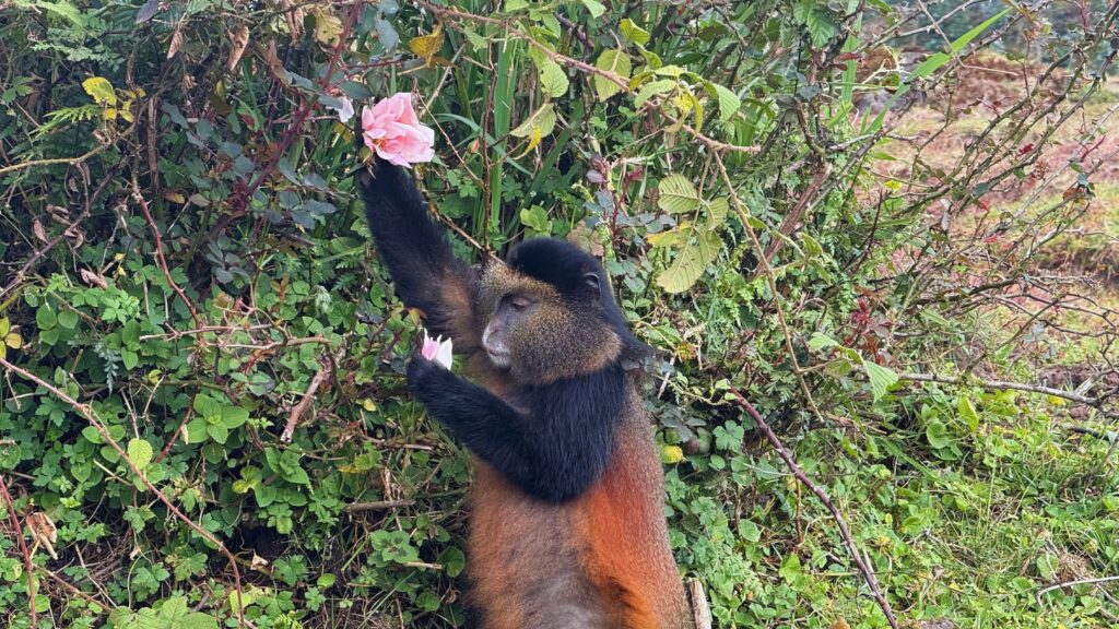 Golden monkey reaching for a flower in Volcanoes National Park, Rwanda