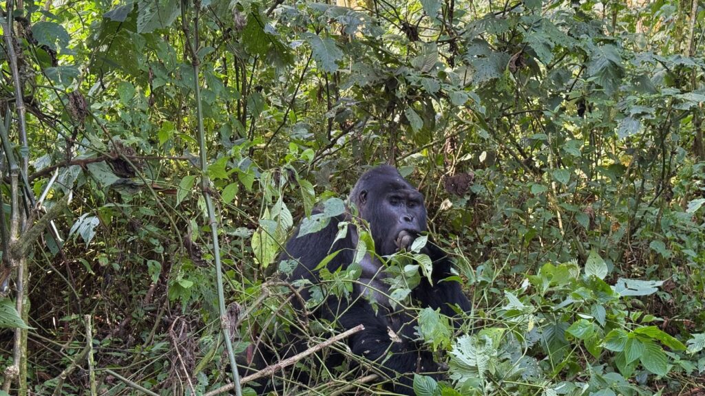 Close-up of a mountain gorilla in Bwindi Impenetrable Forest, Uganda: one of the highlights on a 5-week East Africa itinerary