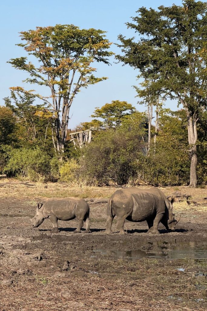 Two white rhinos walking across muddy ground near a waterhole, with tall trees behind them